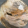 Wonderful Petrified Wood Sphere on a Custom Stand PS/516