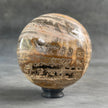 Beautiful Petrified Palm Root Sphere on a Custom Stand PS/541