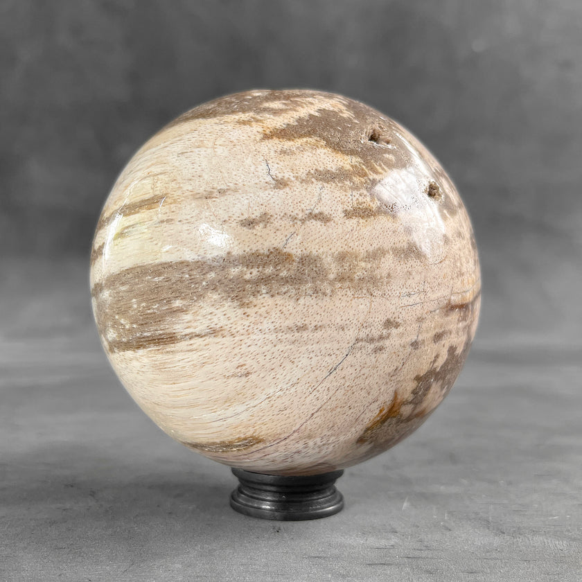 Beautiful Petrified Palm Root Sphere on a Custom Stand PS 548