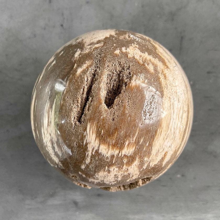 Beautiful Petrified Palm Root Sphere on a Custom Stand PS 548