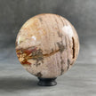 Wonderful Petrified Wood Sphere on a Custom Stand PS/536