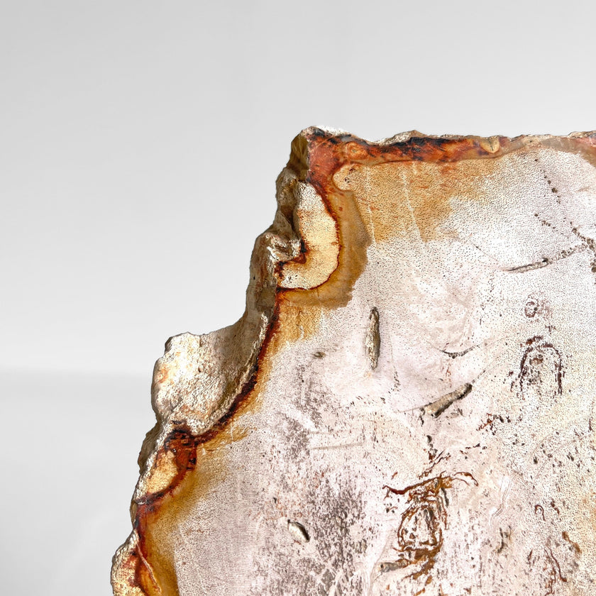 Beautiful Slice of Petrified Wood on stand PetW/144