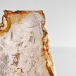 Beautiful Slice of Petrified Wood on stand PetW/144