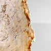 Beautiful Slice of Petrified Wood on stand PetW/144