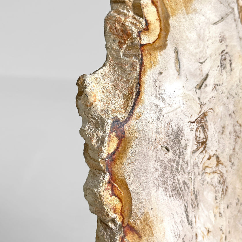 Beautiful Slice of Petrified Wood on stand PetW/144