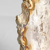 Beautiful Slice of Petrified Wood on stand PetW/144