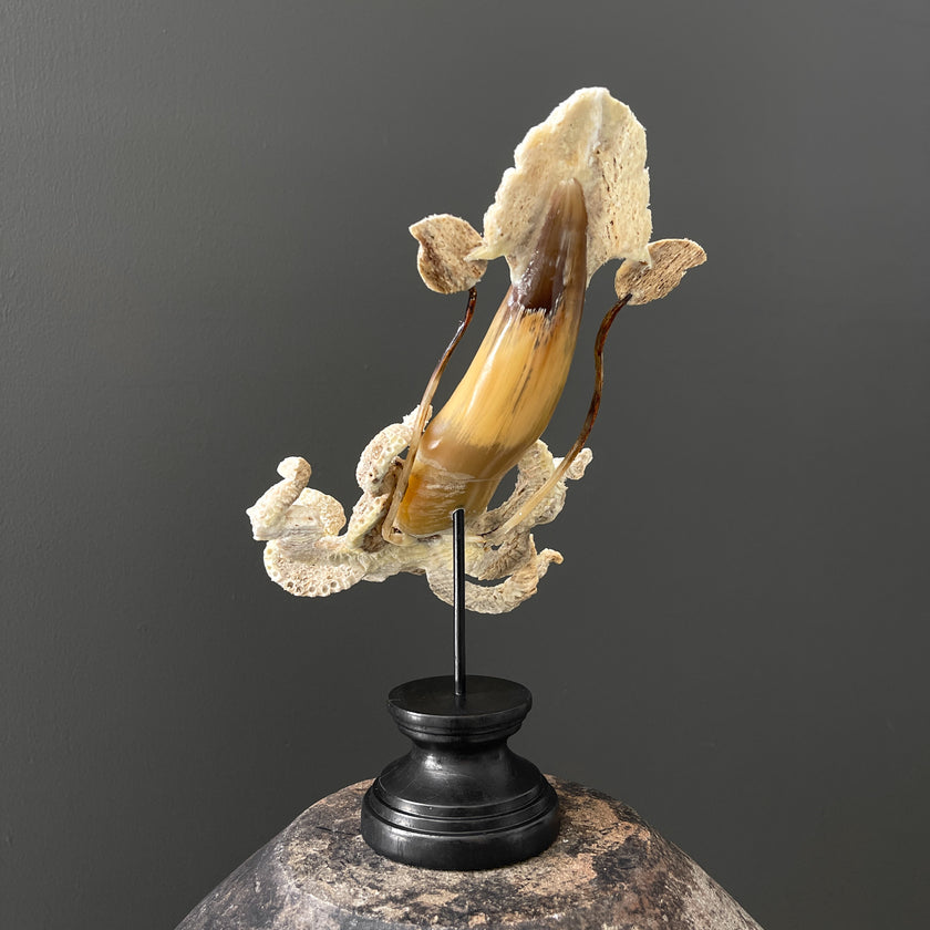 A Stunning Hand Carved Octopus With Horn on a Stand - 7S/109