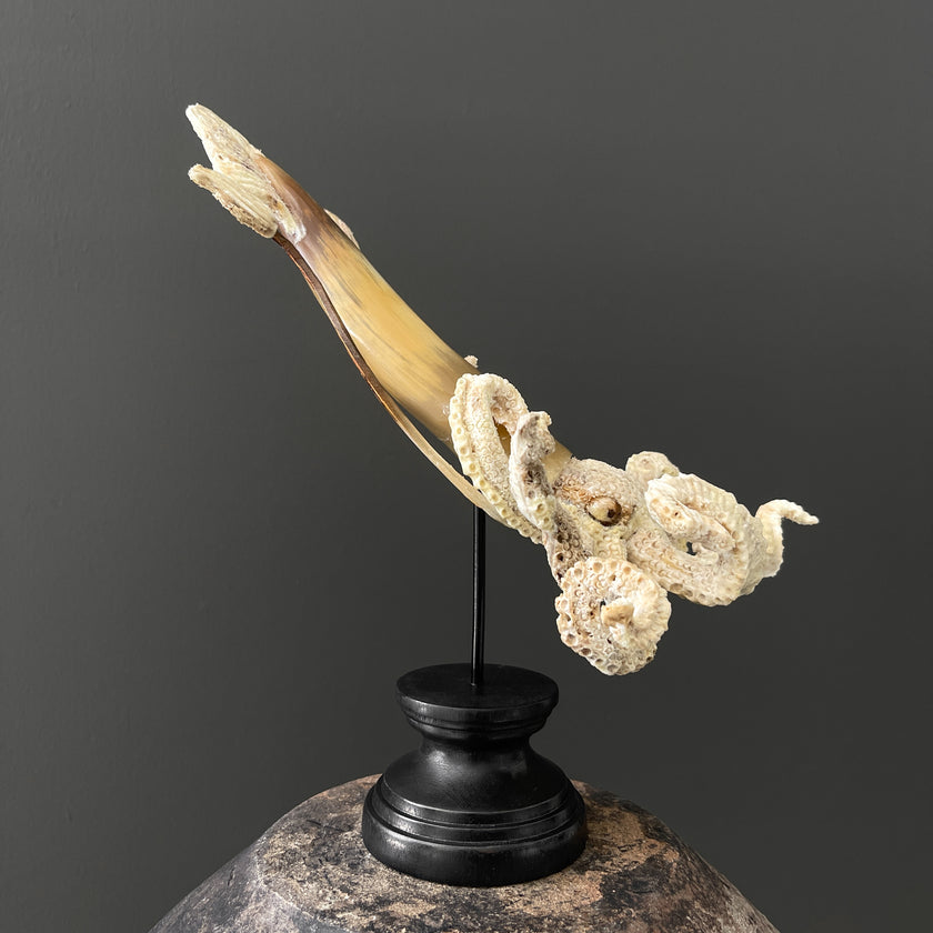 A Stunning Hand Carved Octopus With Horn on a Stand - 7S/109