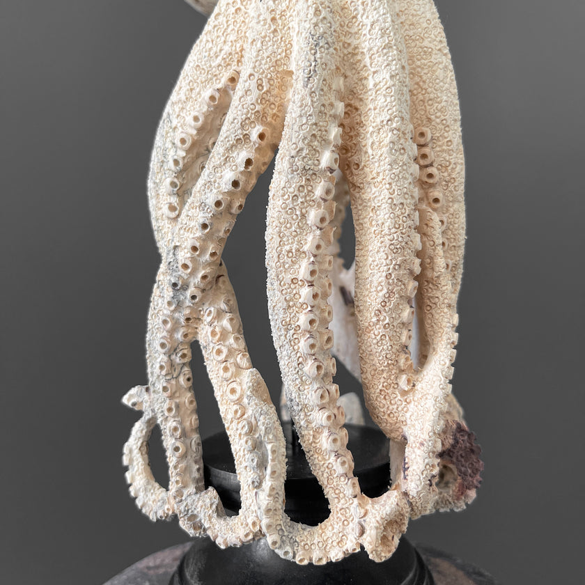 Tamarind Wood Skull with Carved Tentacles - 7S/110