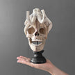 Tarmarind Wooden Skull With Octopus Carving Antler - 6M/108