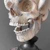 Tarmarind Wooden Skull With Octopus Carving Antler - 6M/108