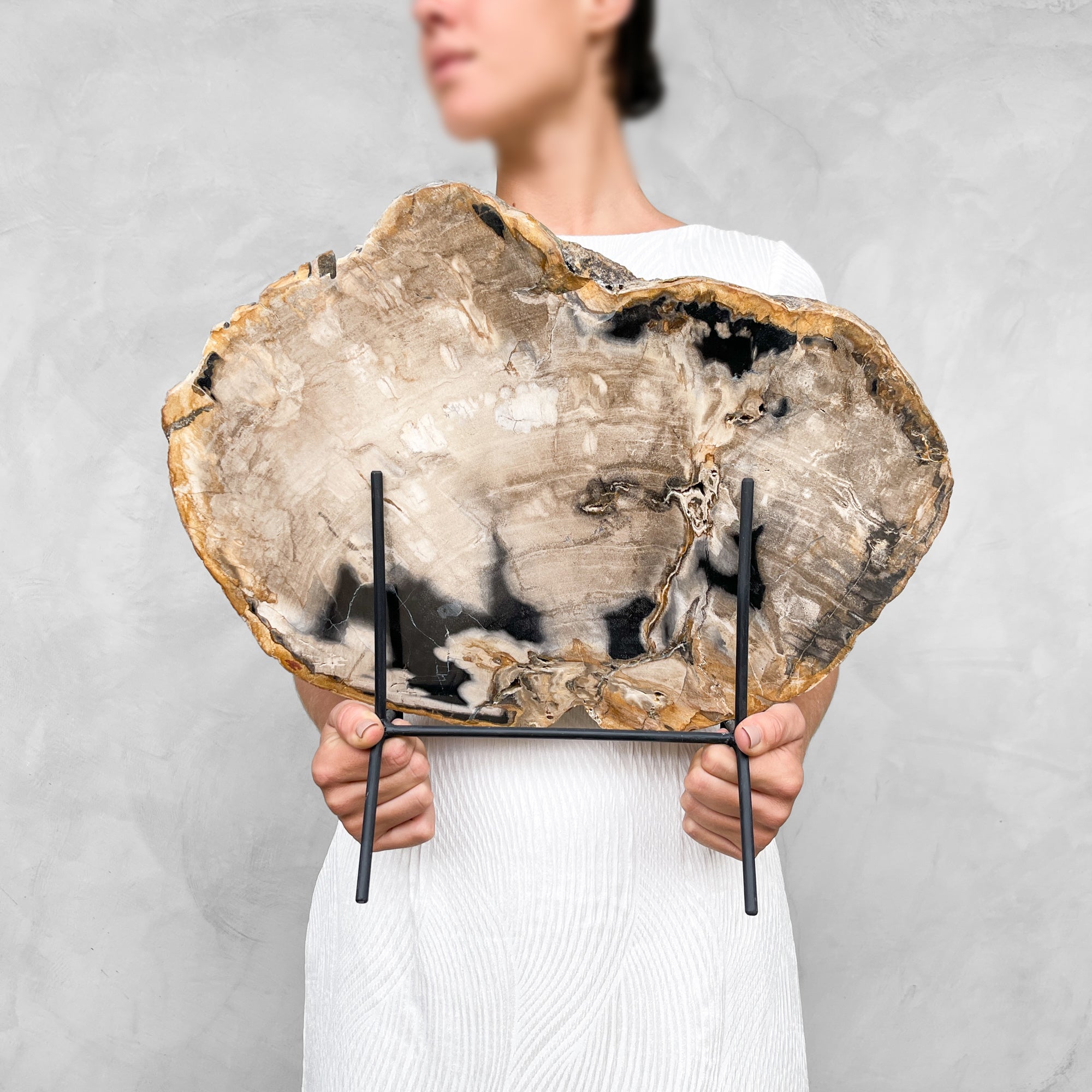 Beautiful Slice of Petrified Wood on stand - 9O/133