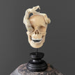 Tarmarind Wooden Skull With Snake Carving Antler - 7L/107