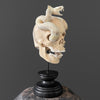 Tarmarind Wooden Skull With Snake Carving Antler - 7L/107