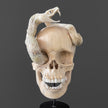 Tarmarind Wooden Skull With Snake Carving Antler - 7L/107