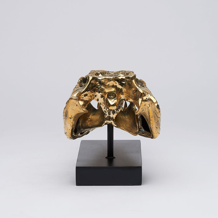 Crocodile Skull Saltwater Polished Bronze - Medium