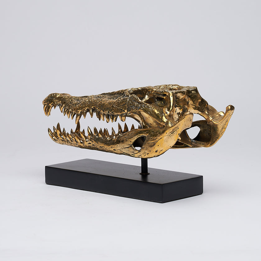 Crocodile Skull Saltwater Polished Bronze - Medium