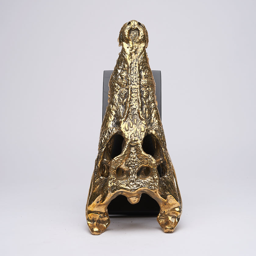 Crocodile Skull Saltwater Polished Bronze - Medium