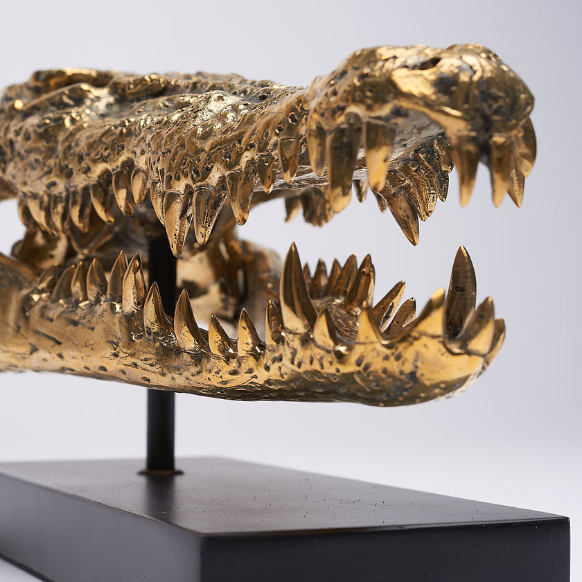 Crocodile Skull Saltwater Polished Bronze - Medium