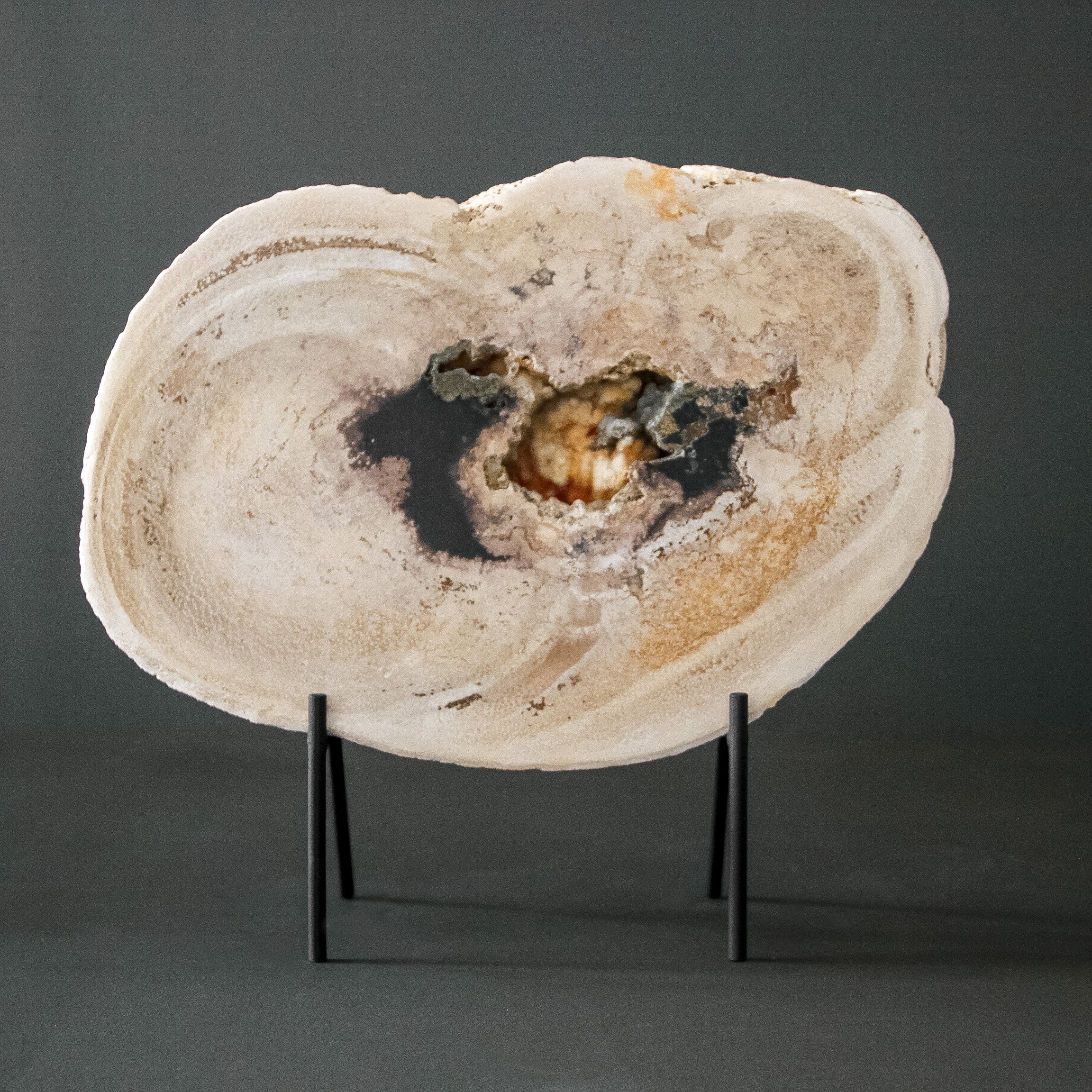 A Beautiful Slice of Petrified Palm Root on stand  PetW/099