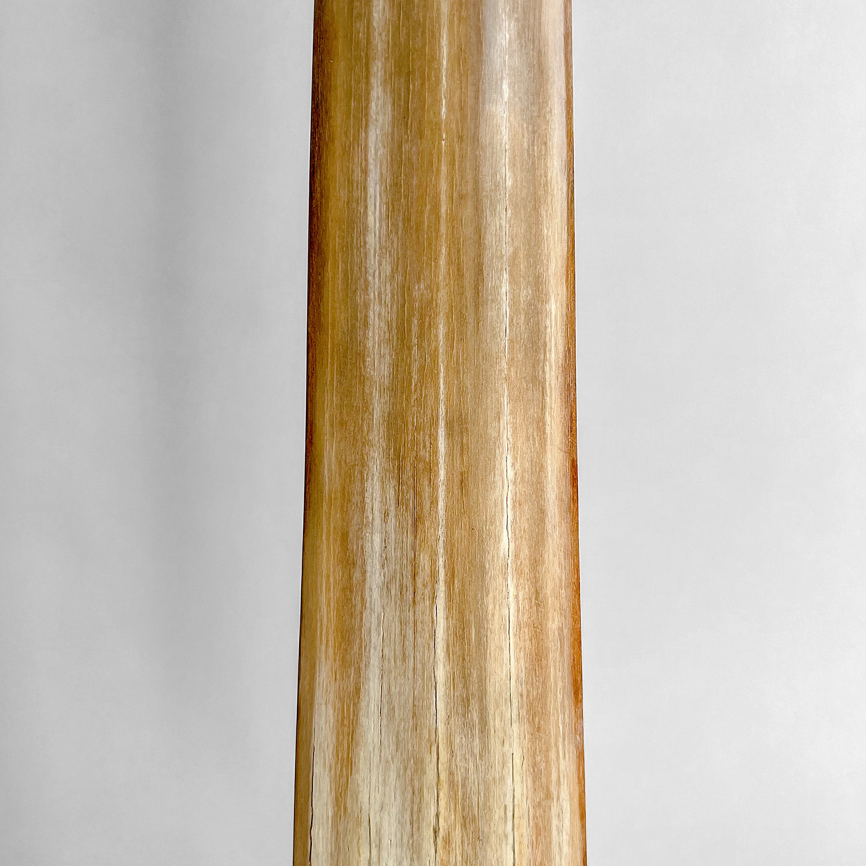 Natural Tusk on stand 20/EX/245