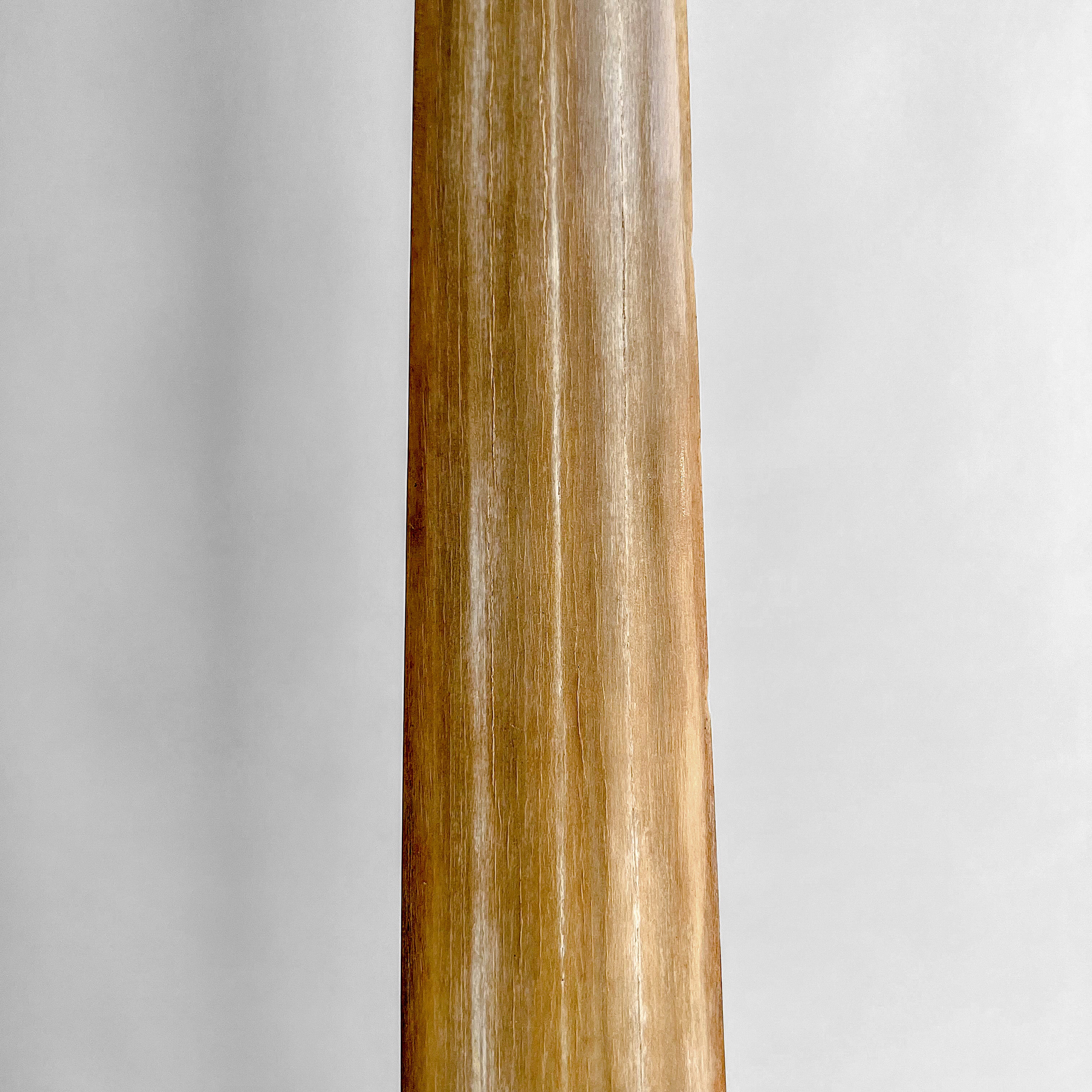 Natural Tusk on stand 20/EX/245