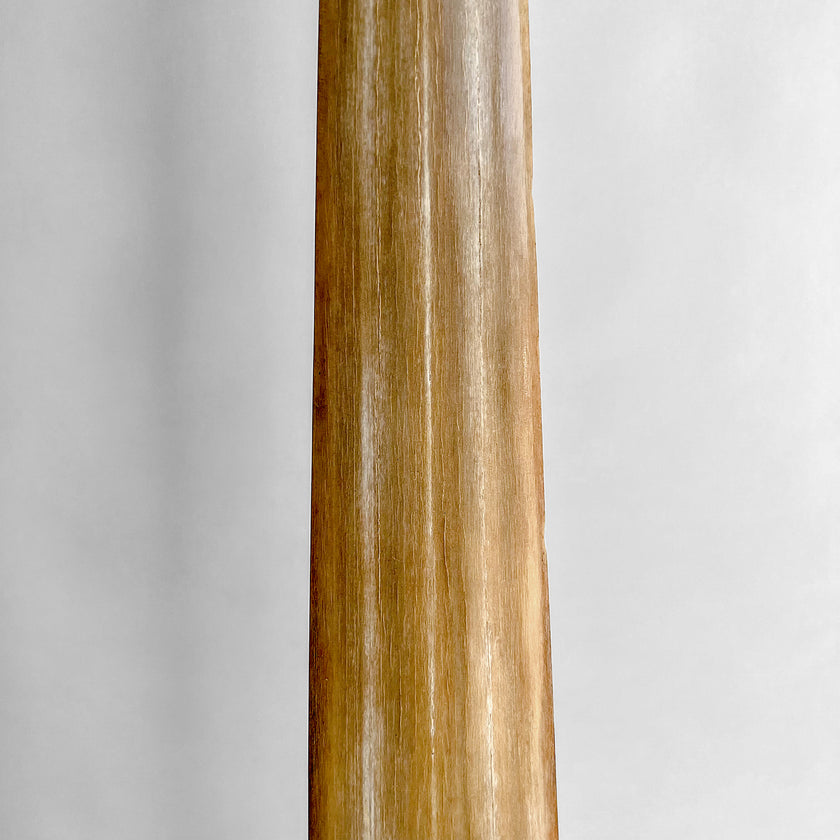Natural Tusk on stand 20/EX/245