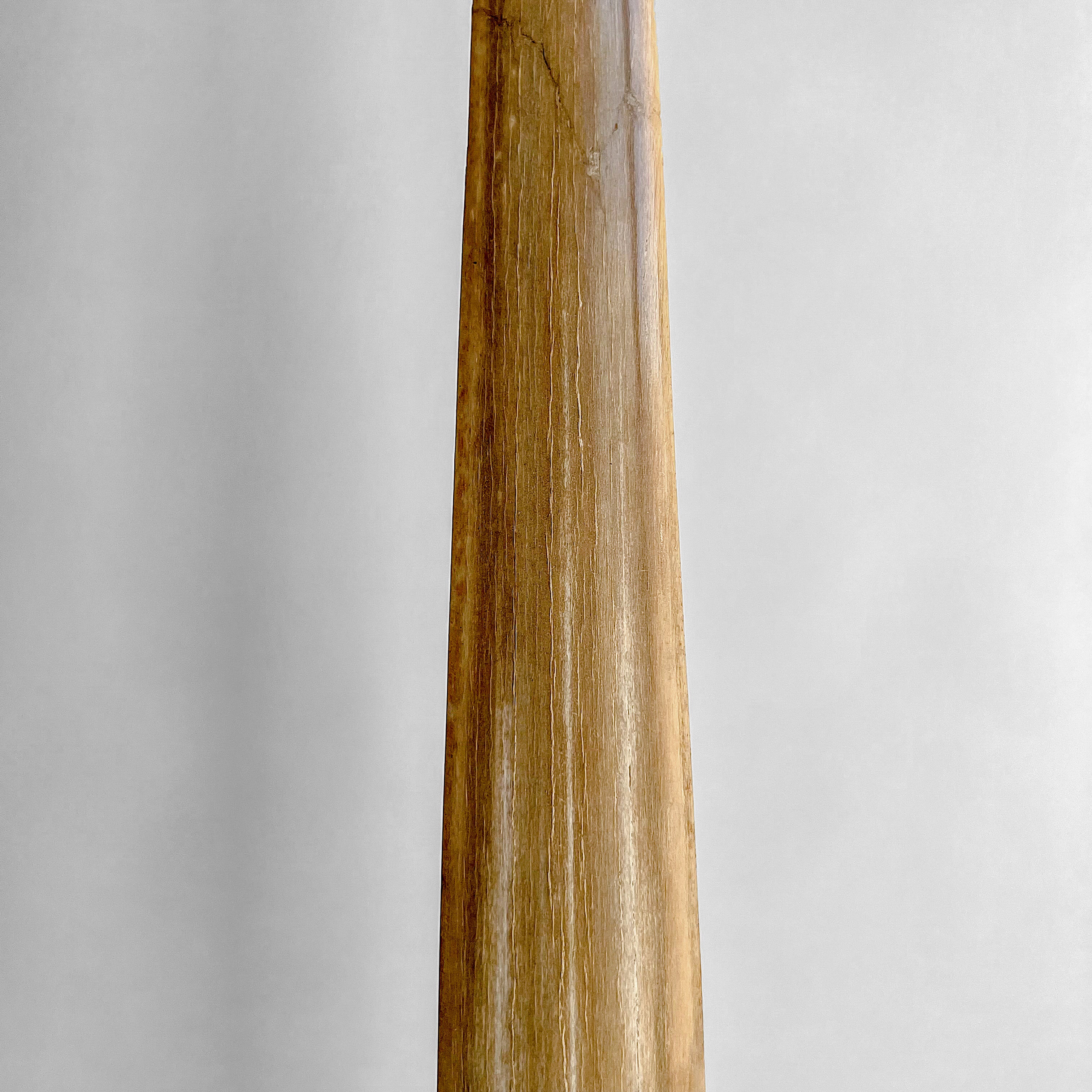 Natural Tusk on stand 20/EX/245