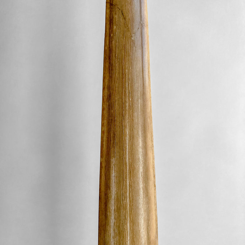 Natural Tusk on stand 20/EX/245