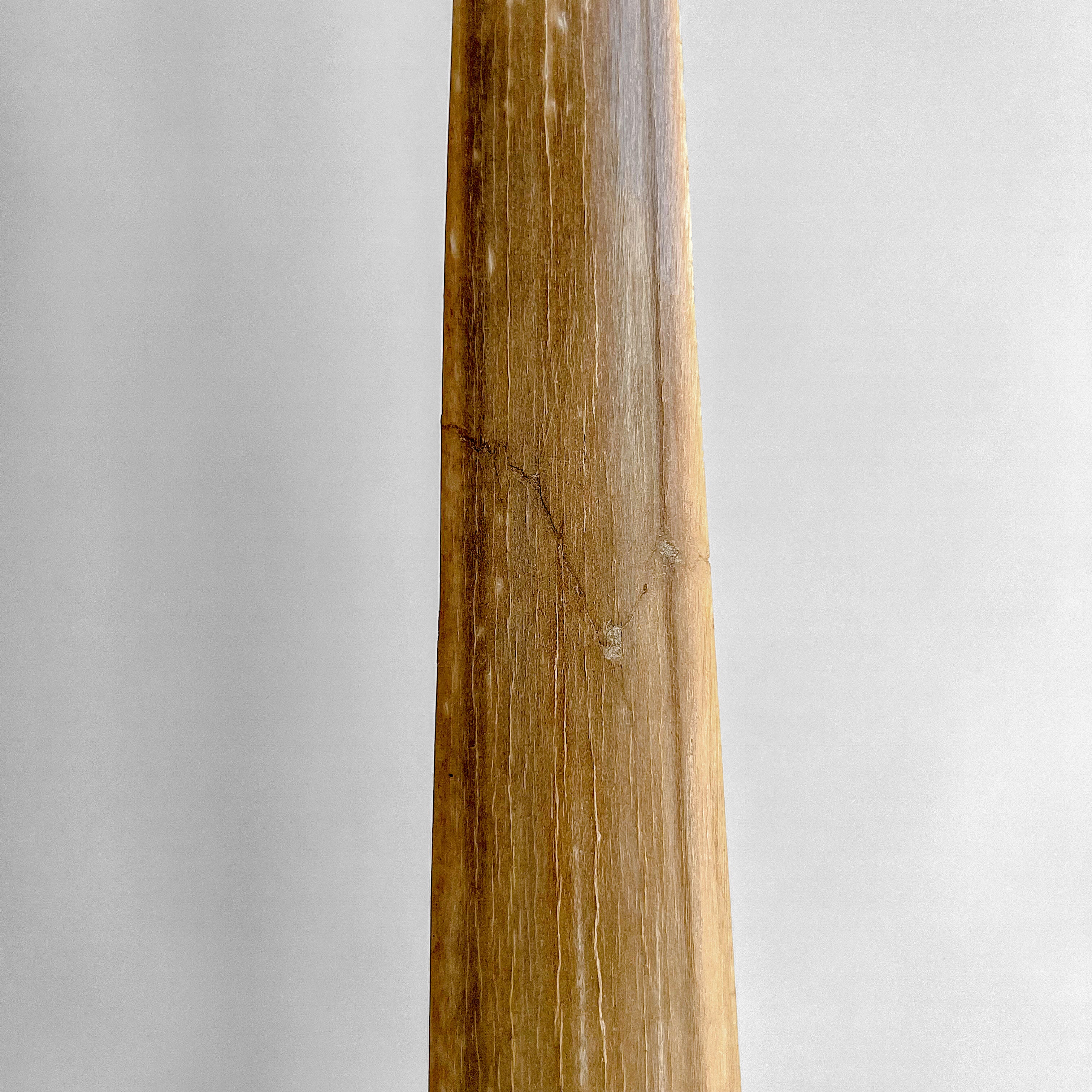 Natural Tusk on stand 20/EX/245