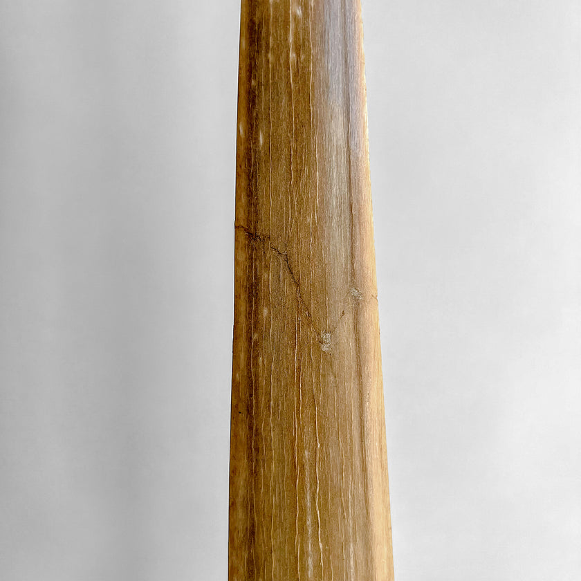 Natural Tusk on stand 20/EX/245