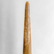 Natural Tusk on stand 20/EX/245
