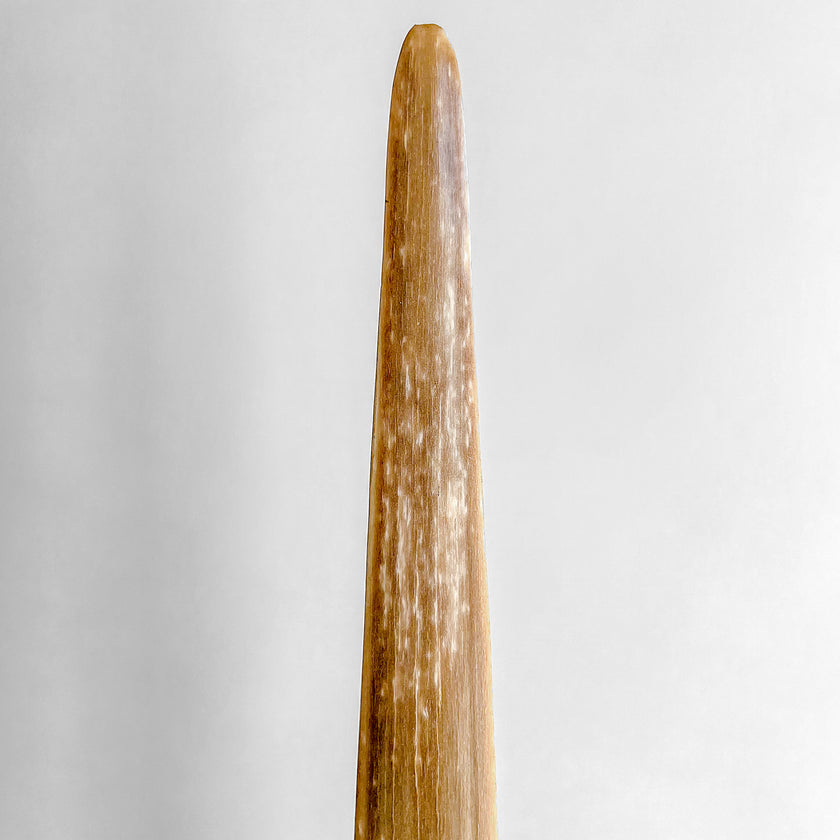 Natural Tusk on stand 20/EX/245
