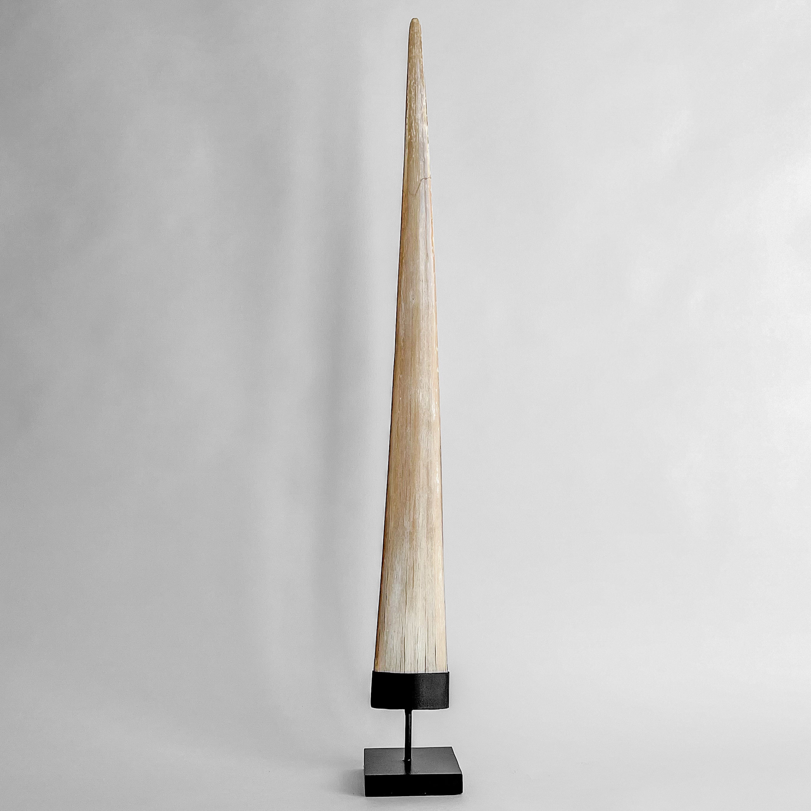 Natural Tusk on stand 20/EX/245