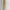 Natural Tusk on stand 20/EX/245