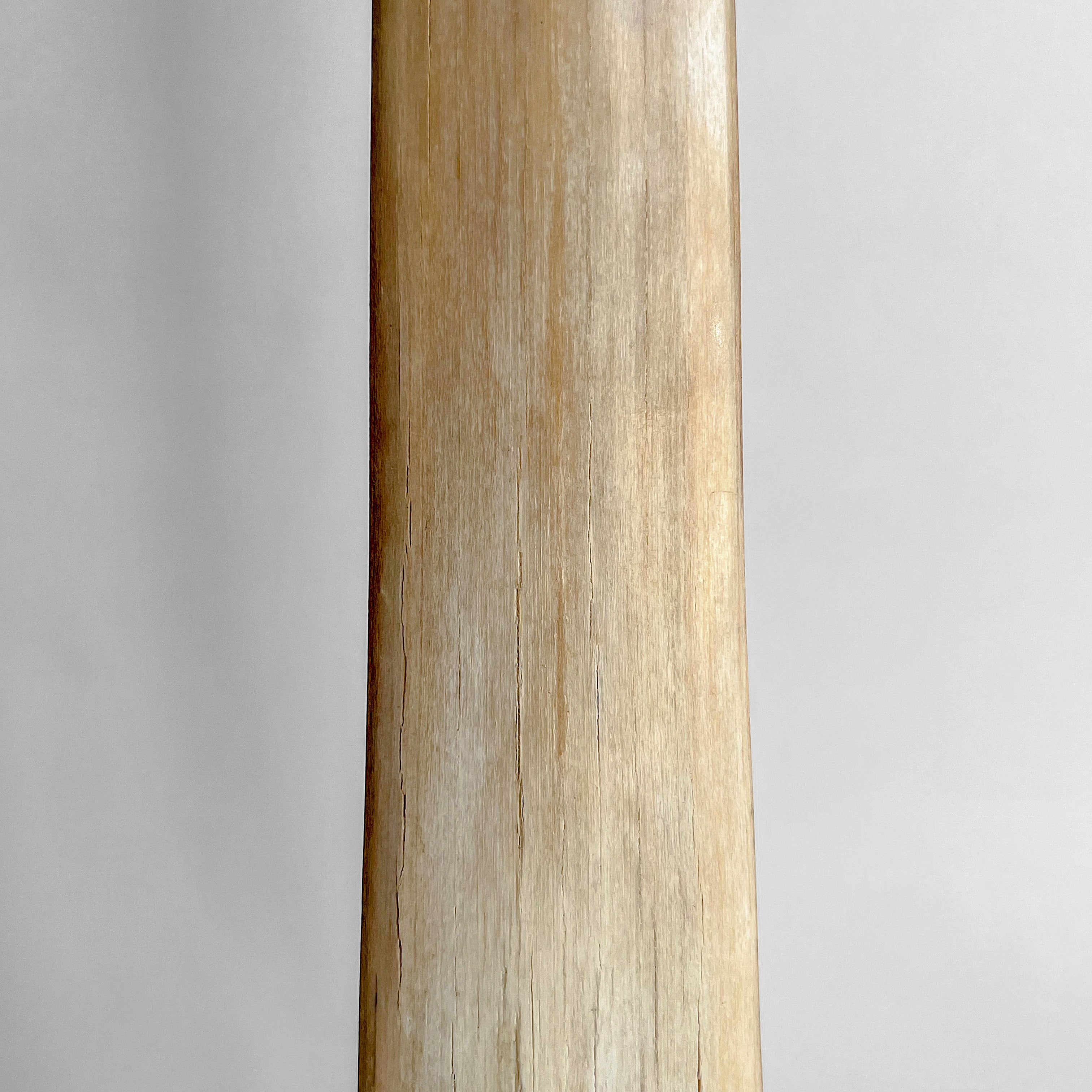 Natural Tusk on stand 20/EX/245