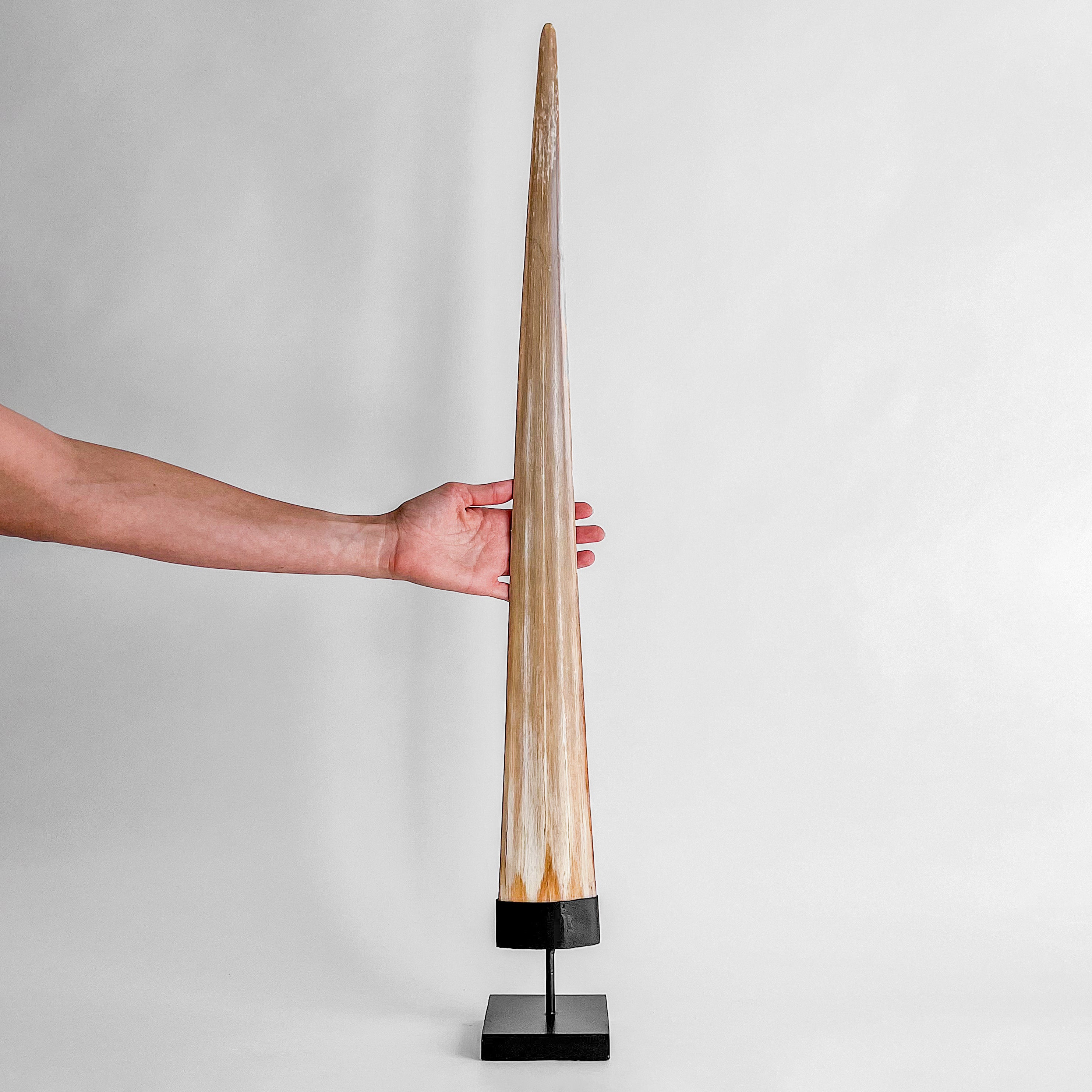 Natural Tusk on stand 20/EX/245