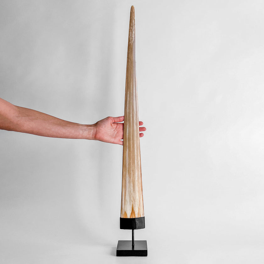 Natural Tusk on stand 20/EX/245
