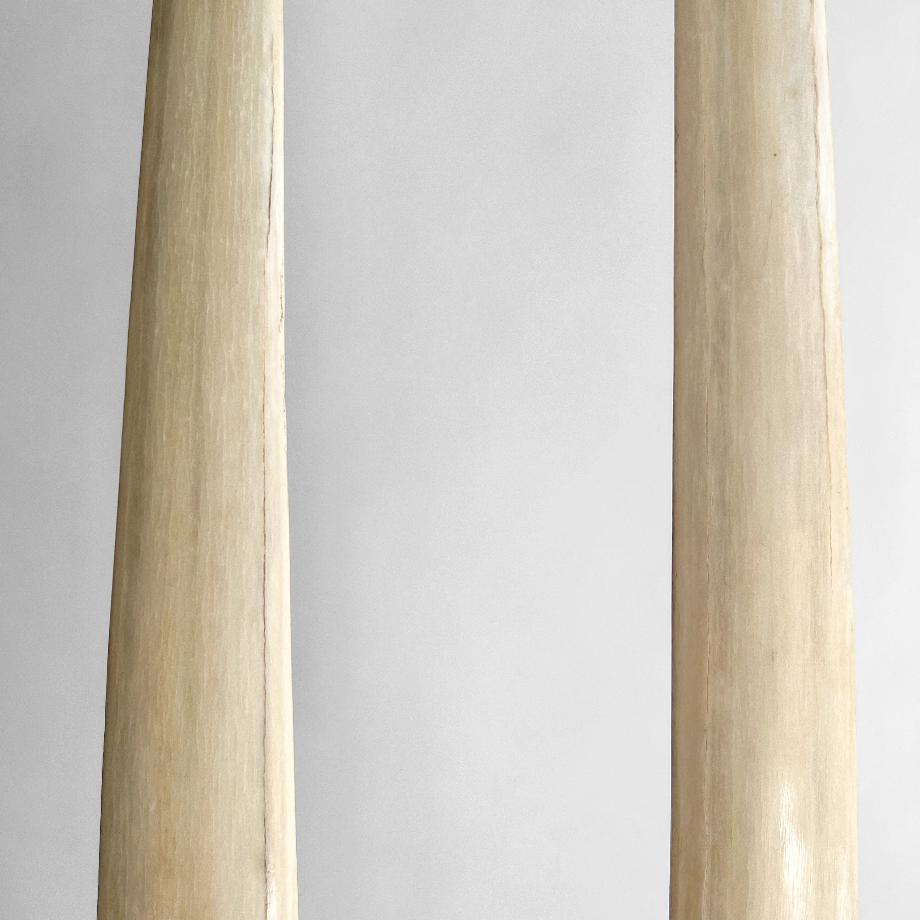 A pair of Tusks on Stand  20/EX/250