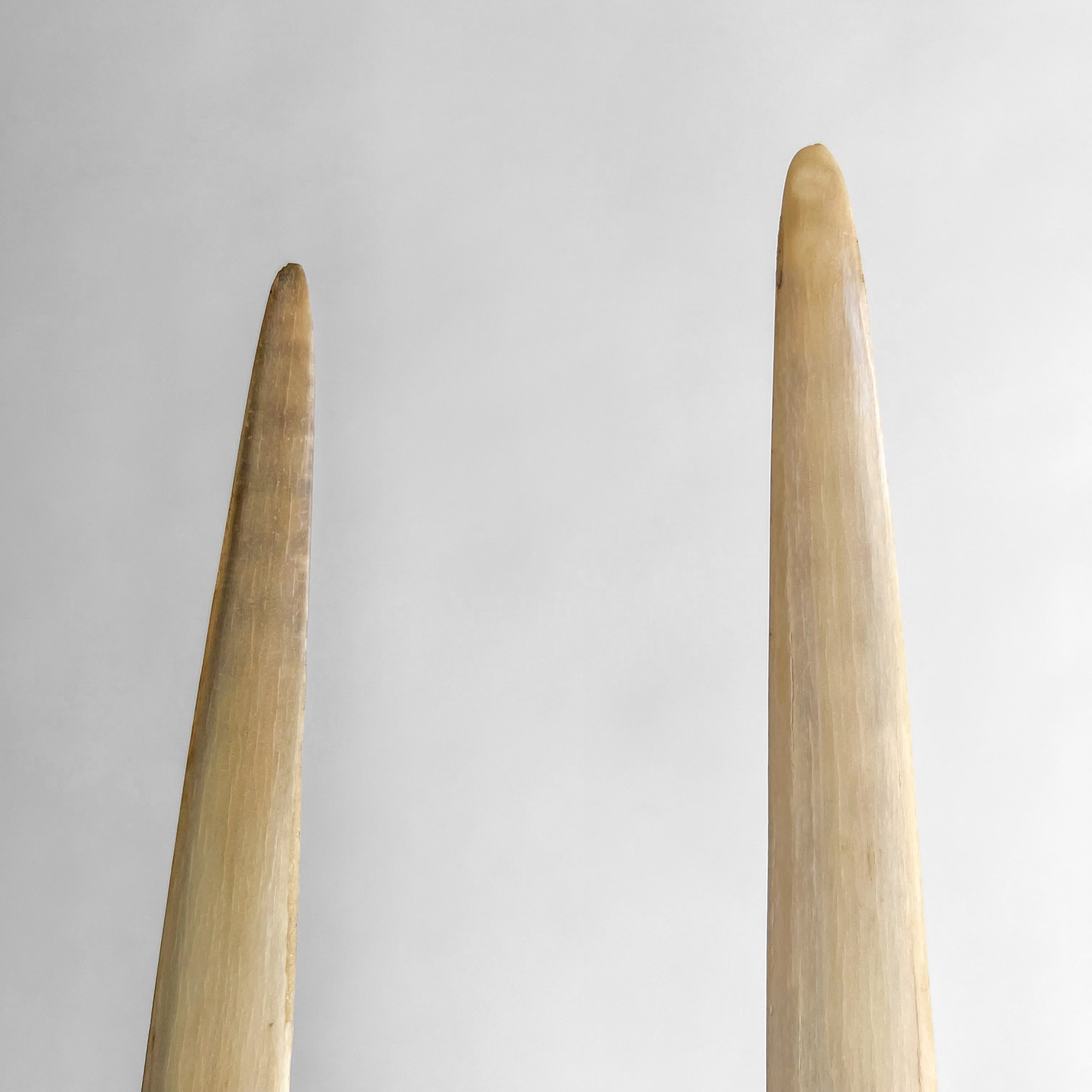 A pair of Tusks on Stand  20/EX/250