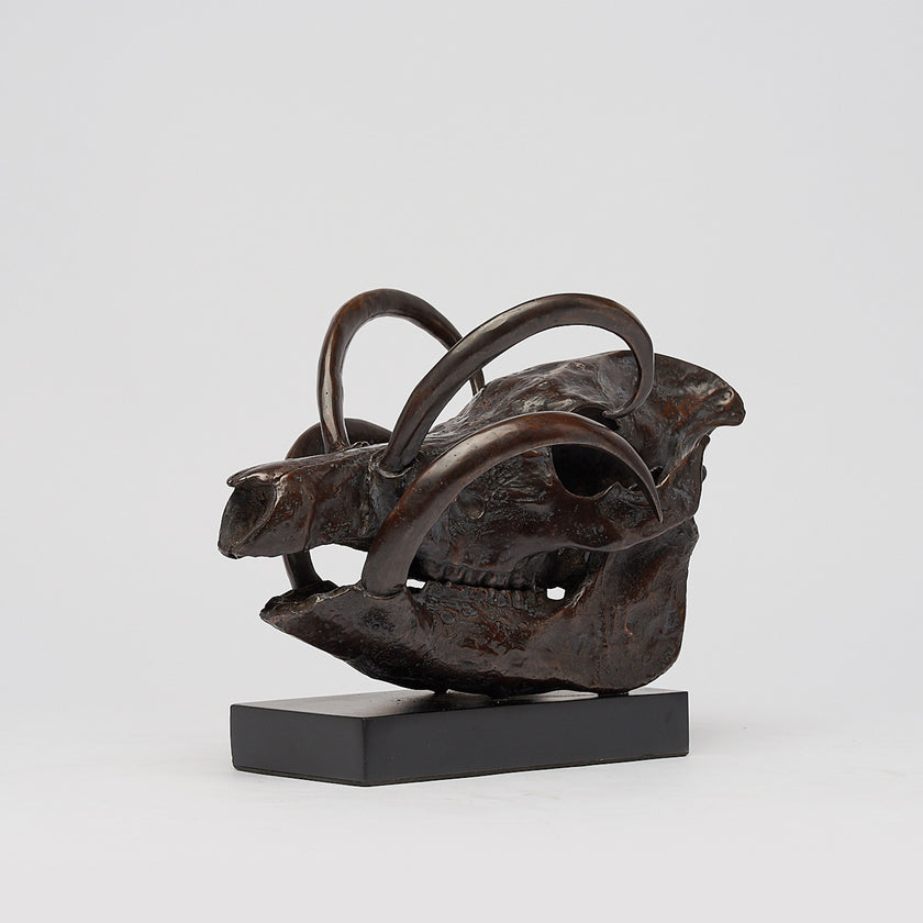 Babirusa Skull Brown On a Base