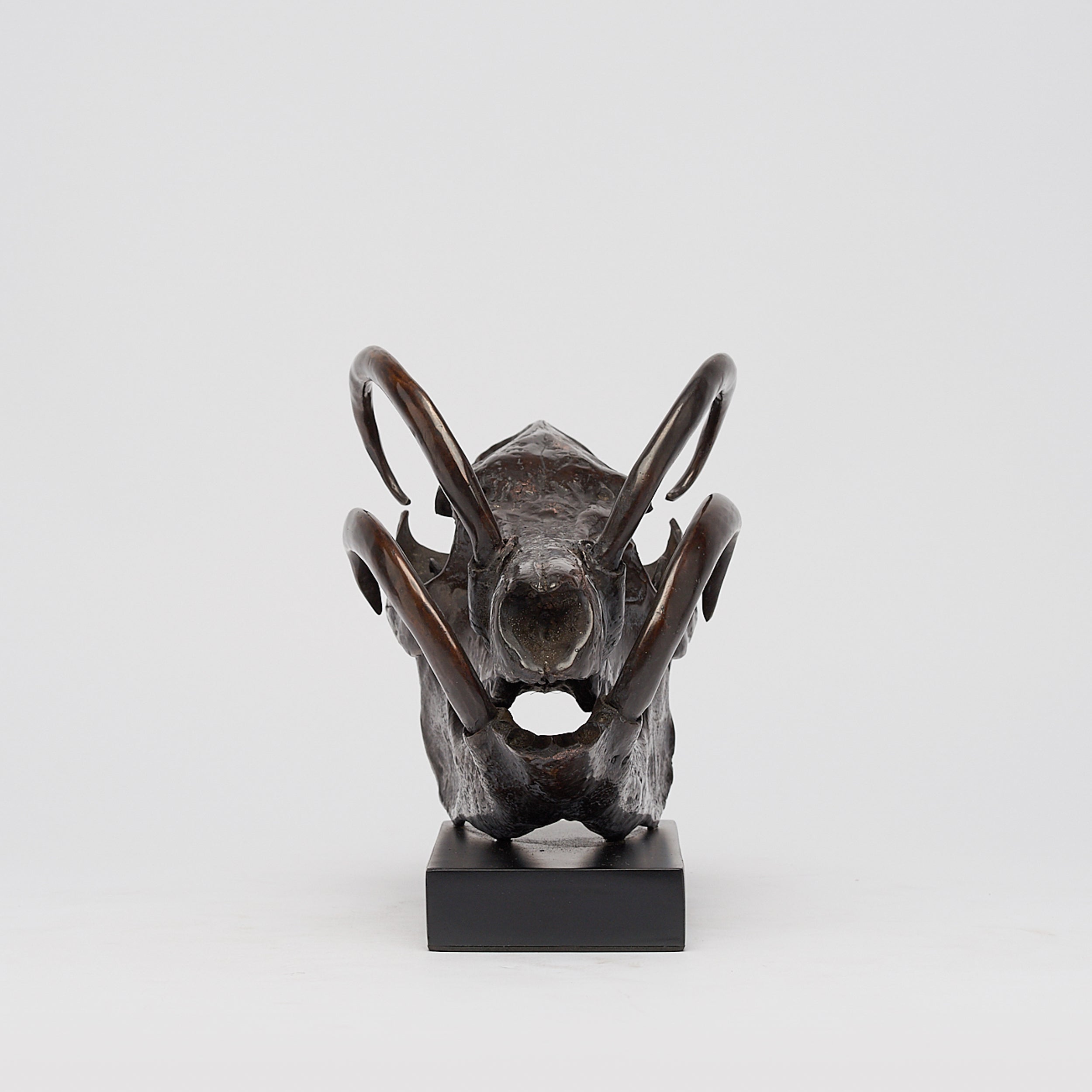 Babirusa Skull Brown On a Base