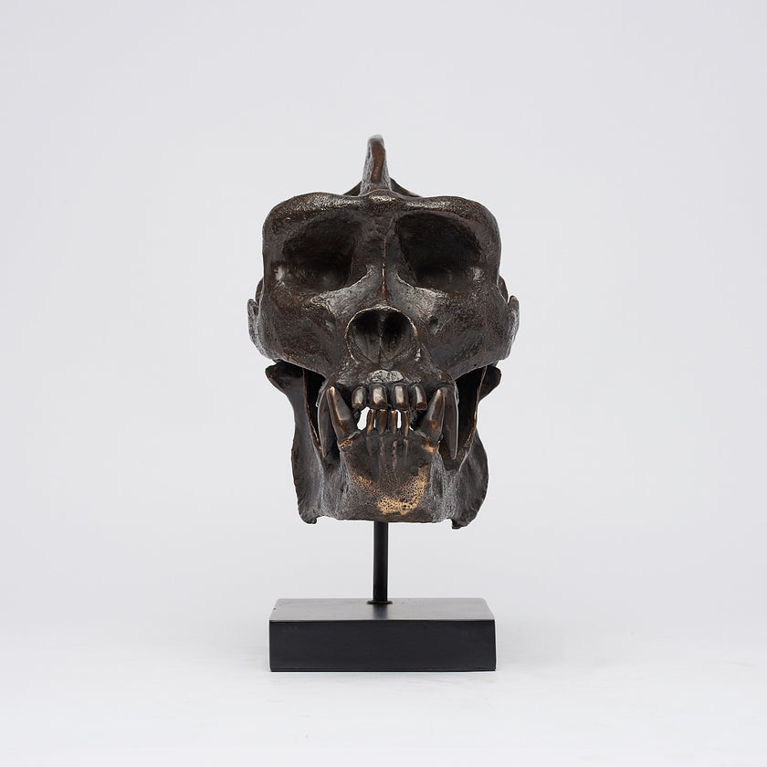Gorilla Skull Western Lowland Brown on a Stand