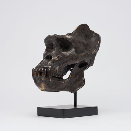 Gorilla Skull Western Lowland Brown on a Stand