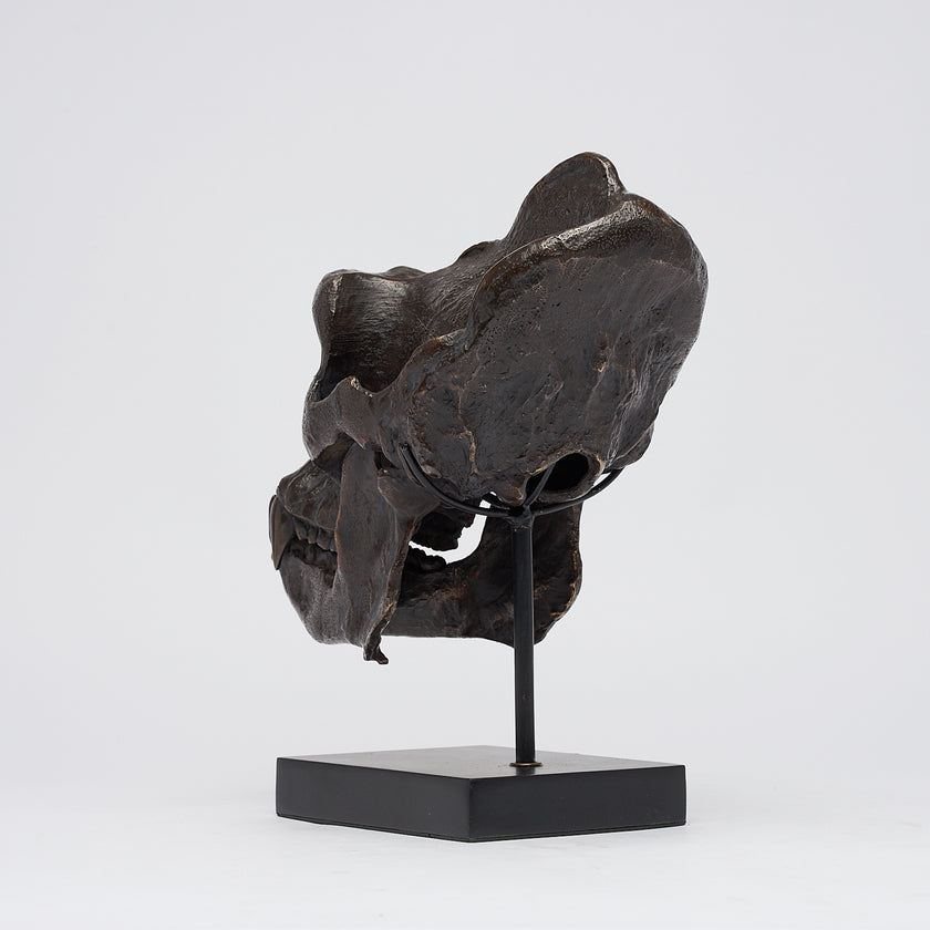 Gorilla Skull Western Lowland Brown on a Stand