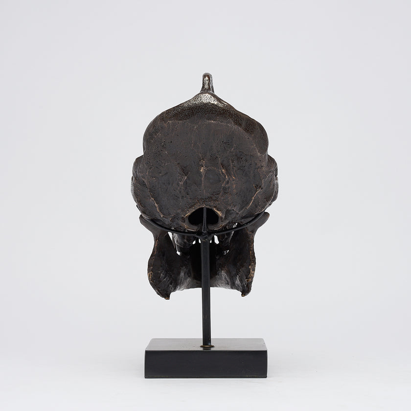 Gorilla Skull Western Lowland Brown on a Stand