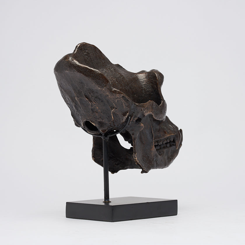 Gorilla Skull Western Lowland Brown on a Stand