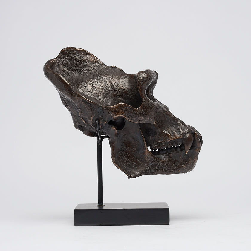 Gorilla Skull Western Lowland Brown on a Stand