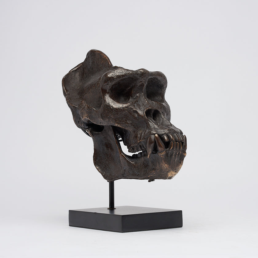 Gorilla Skull Western Lowland Brown on a Stand