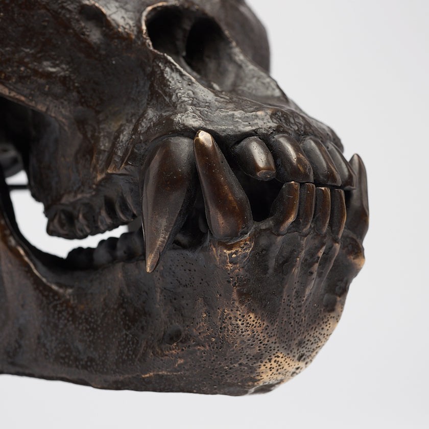 Gorilla Skull Western Lowland Brown on a Stand